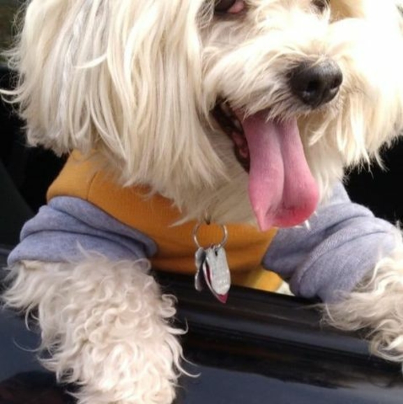 Meet your Posher, Lou - Picture 1 of 1